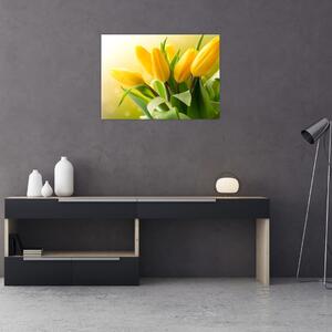 Obraz - Žlté tulipány (70x50 cm)