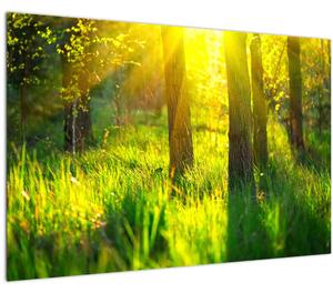 Obraz - Jarné prebúdzanie lesa (90x60 cm)