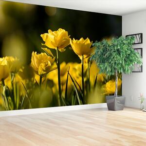 Fototapeta Vliesová Žltý tulipán 250x104 cm