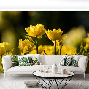 Fototapeta Vliesová Žltý tulipán 416x254 cm