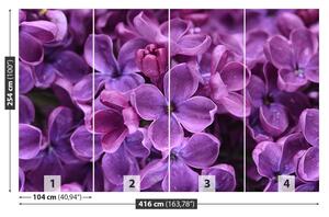 Fototapeta Vliesová Fialové kvety 416x254 cm