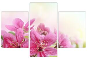 Obraz - Ružové kvety (90x60 cm)