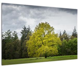 Obraz zeleného stromu uprostred poľa (90x60 cm)