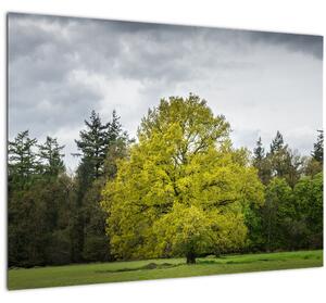 Obraz zeleného stromu uprostred poľa (70x50 cm)
