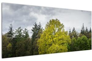 Obraz zeleného stromu uprostred poľa (120x50 cm)