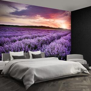 Fototapeta Vliesová Levanduľové polia 208x146 cm