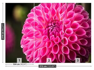 Fototapeta Vliesová Dahlia pink 312x219 cm