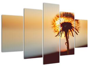 Obraz Púpavy v západe slnka (150x105 cm)