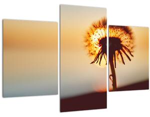 Obraz Púpavy v západe slnka (90x60 cm)