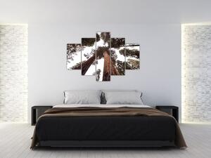 Obraz - Pohľad skrz koruny stromov (150x105 cm)