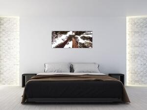 Obraz - Pohľad skrz koruny stromov (120x50 cm)