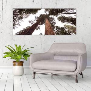Obraz - Pohľad skrz koruny stromov (120x50 cm)