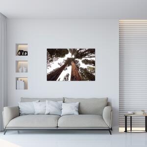 Obraz - Pohľad skrz koruny stromov (90x60 cm)