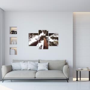 Obraz - Pohľad skrz koruny stromov (90x60 cm)