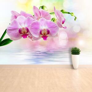 Fototapeta Vliesová Orchidea ruže 208x146 cm