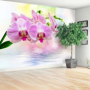 Fototapeta Vliesová Orchidea ruže 312x219 cm