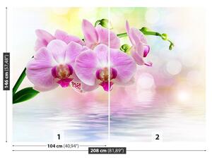 Fototapeta Vliesová Orchidea ruže 208x146 cm