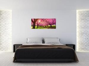 Obraz rozkvitnutých čerešní, Hurd Park, Dover, New Jersey (120x50 cm)