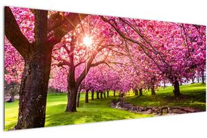Obraz rozkvitnutých čerešní, Hurd Park, Dover, New Jersey (120x50 cm)