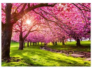 Obraz rozkvitnutých čerešní, Hurd Park, Dover, New Jersey (70x50 cm)