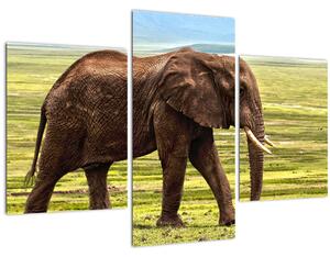 Obraz slona (90x60 cm)