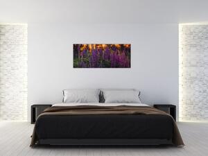 Obraz kvetov vlčieho bôbu (120x50 cm)