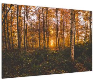 Obraz jesenného lesa (90x60 cm)