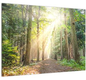 Obraz cestičky v lese (70x50 cm)