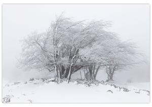 Obraz - Biela zima (90x60 cm)