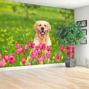Fototapeta Vliesová Psie tulipány 208x146 cm