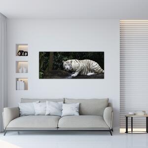 Obraz - Tiger albín (120x50 cm)