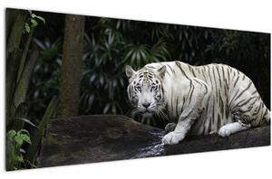 Obraz - Tiger albín (120x50 cm)