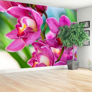 Fototapeta Vliesová Ružové orchidey 208x146 cm