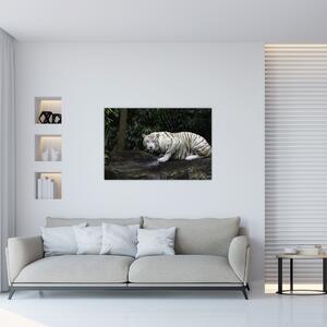 Obraz - Tiger albín (90x60 cm)