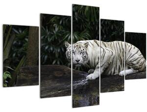 Obraz - Tiger albín (150x105 cm)