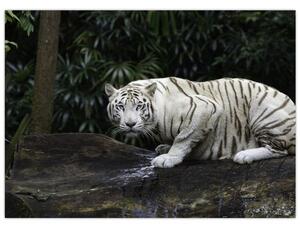 Obraz - Tiger albín (70x50 cm)
