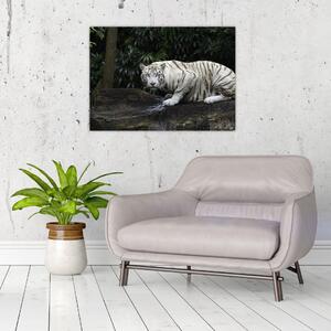 Obraz - Tiger albín (70x50 cm)