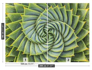 Fototapeta Vliesová Aloe symmetry 208x146 cm