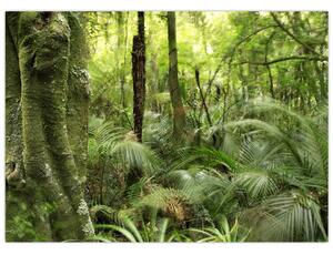 Obraz Tropický dažďový prales (70x50 cm)
