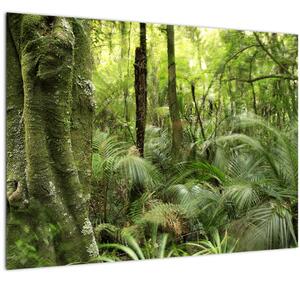 Obraz Tropický dažďový prales (70x50 cm)