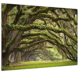 Obraz - Oaks Avenue, Charleston, Južná Karolína, USA (70x50 cm)