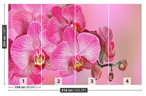 Fototapeta Vliesová Ružová orchidea 416x254 cm