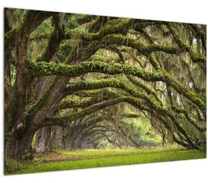 Obraz - Oaks Avenue, Charleston, Južná Karolína, USA (90x60 cm)