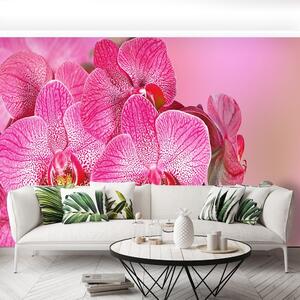 Fototapeta Vliesová Ružová orchidea 208x146 cm