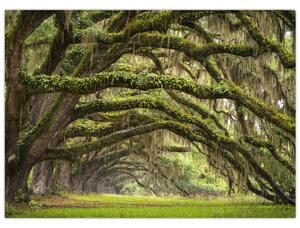 Obraz - Oaks Avenue, Charleston, Južná Karolína, USA (70x50 cm)
