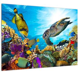 Obraz koralového útesu (70x50 cm)