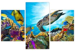 Obraz koralového útesu (90x60 cm)