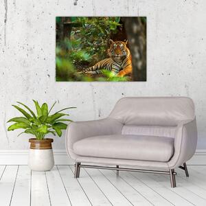 Obraz odpočívajúceho tigra (70x50 cm)