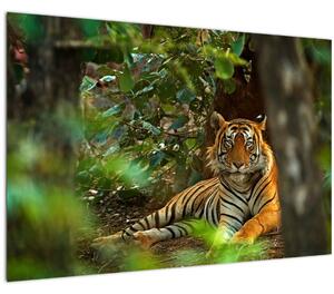 Obraz odpočívajúceho tigra (90x60 cm)