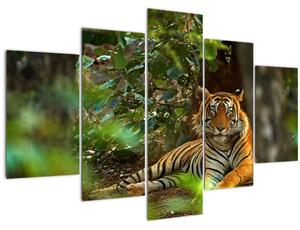 Obraz odpočívajúceho tigra (150x105 cm)